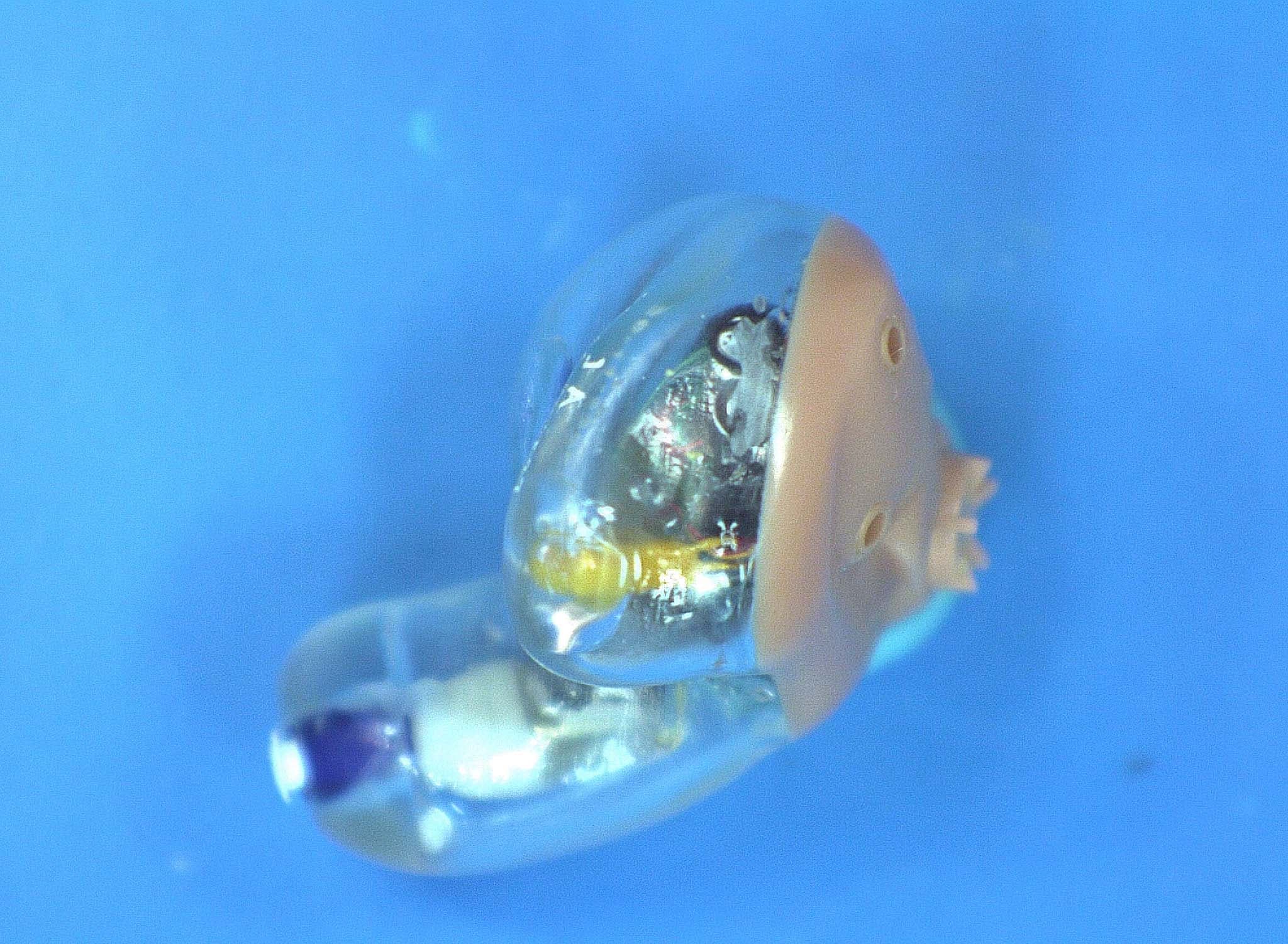 Hearing Aid - FCC ID EOA-ZSERIES-HA - Starkey Laboratories Inc (5)