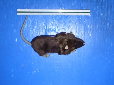 RC Rat - FCC ID NS613971-49RX - Manley Toys Ltd