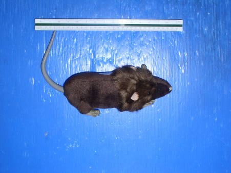 Product image for NS613971-49RX